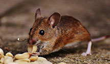 24 Hour & Emergency Exterminators in Campbell, OH